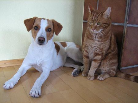 Kromfohrländer Ashanti von Asowe mit Kater Fritzi