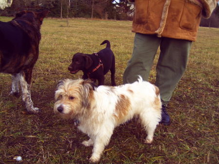 Kromfohrländer Kann mir jemand sagen, ob mein Hund die gleiche Rasse ist. Hab ihn mit 7 Wochen bekommen. Keiner weiß, was er für eine Rasse oder Mischung ist. Ich finde er kommt dieser Rasse am ähnlichsten. Gruß elisabeth