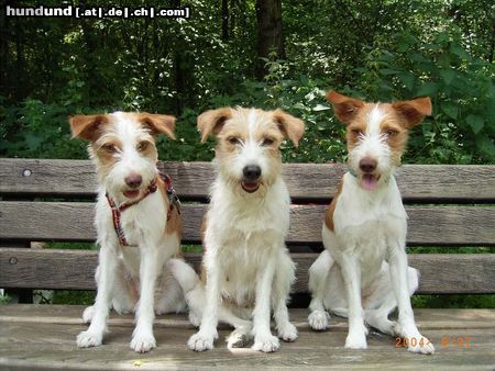 Kromfohrländer Querula, Katla und Quiltie (_N_ellie) von der Holderheide