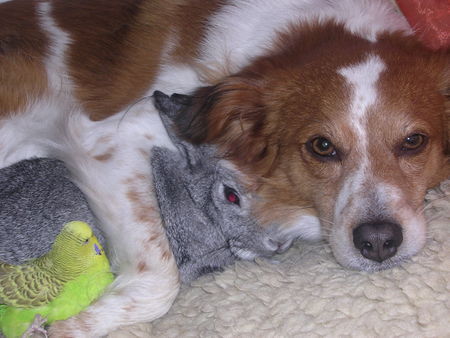 Kromfohrländer tierisches Trio