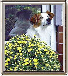 Kromfohrländer Kromfohrländer Atilla auf der Terrasse