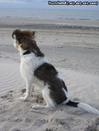 Kromfohrländer Andro (Andor von den Lahberger Weegen)