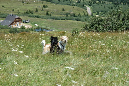 Kromfohrländer Fango vom Isarflimmern und Cirley beim Wandern