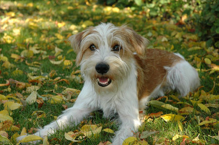 Kromfohrländer Fango v. Isarflimmern, Kromfohrländerrüde, Herbst 2005