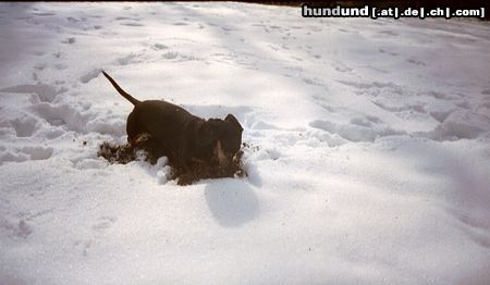 Kurzhaardackel Ich weiß ganz genau das da eine Maus war!