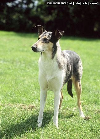 Kurzhaarcollie Colliehündinnen