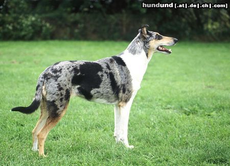 Kurzhaarcollie Kurzhaarcollie auf einer Ausstellung