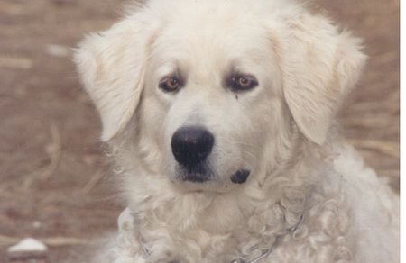 Kuvasz Afra