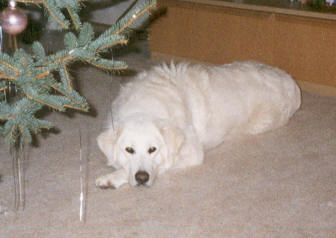 Kuvasz Apollo