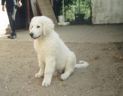 Kuvasz Unser Artus mit 12 Wochen