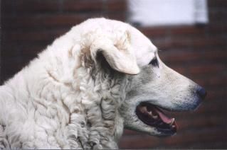 Kuvasz Hamany von den Teichfeen