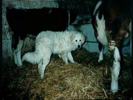 Kuvasz Alieza vom weissen Prinzen