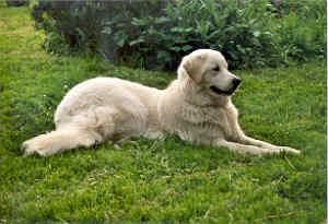 Kuvasz Ambrosia Amy