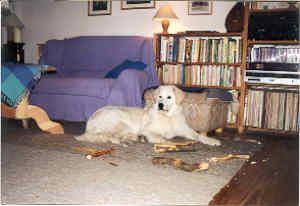 Kuvasz Hundearbeit