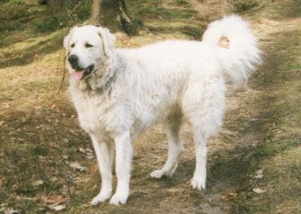 Kuvasz Arco 2001