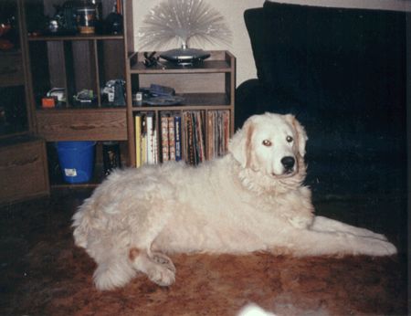 Kuvasz Balou