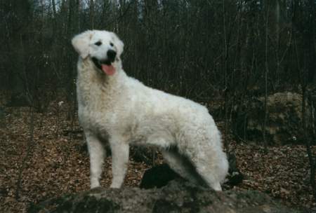 Kuvasz Amanda vom weissen Prinzen