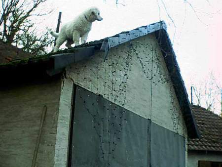 Kuvasz Eliesz vom weissen Prinzen 4 Monate