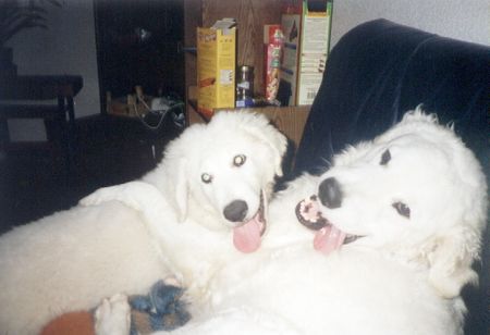 Kuvasz Artus und Ayla beim Schmusen