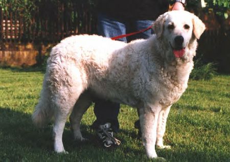 Kuvasz Hamany von den Teichfeen