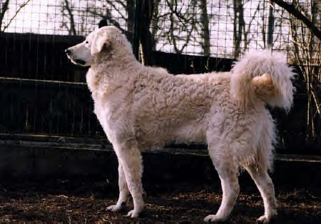 Kuvasz Joy von den Teichfeen