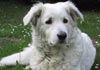 Kuvasz Hund