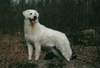 Kuvasz Hund