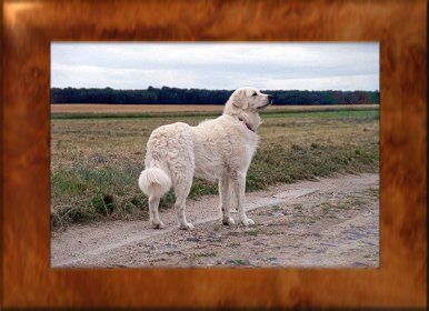 Kuvasz Amadeus 2,5 Jahre