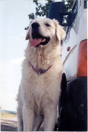 Kuvasz Amadeus 2002