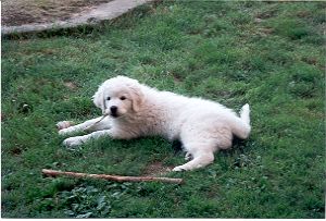 Kuvasz Bolle vom Goldberg