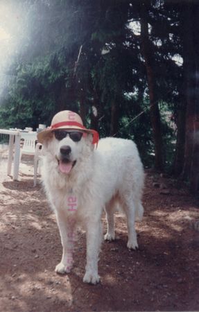 Kuvasz Samson