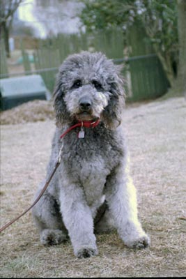 Labradoodle