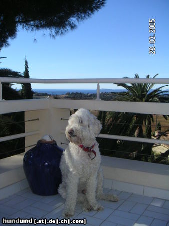 Labradoodle Filou, der erste deutsche Labradoodle