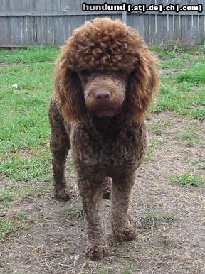 Labradoodle Valley View Dog Breeders Australia