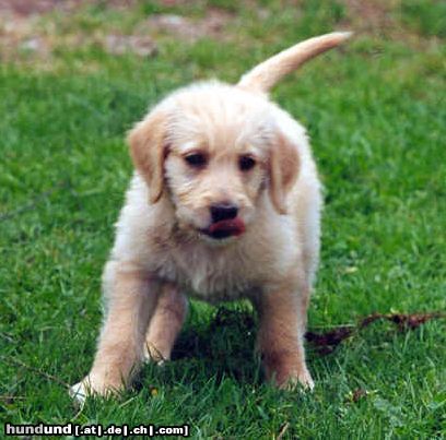 Labradoodle Valley View Dog Breeders Australia