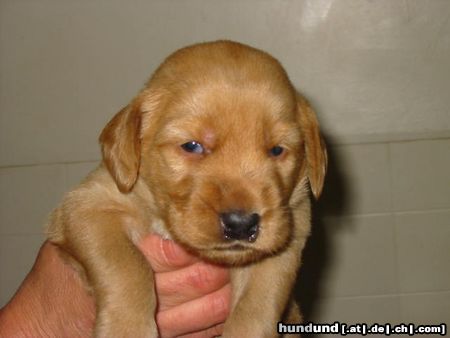 Labradoodle Valley View Dog Breeders Australia