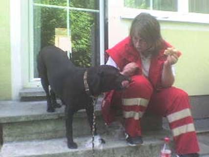 Labrador Retriever Sina unsere Rettungshündin