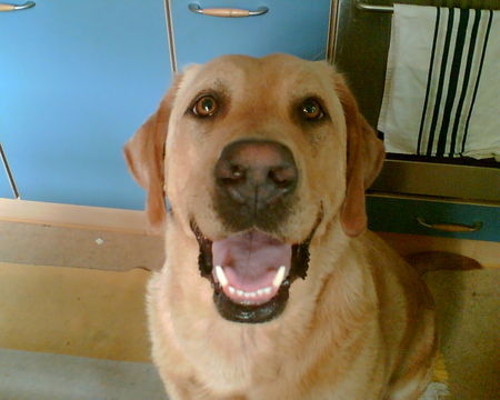 Labrador Retriever