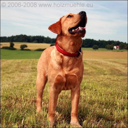 Labrador Retriever