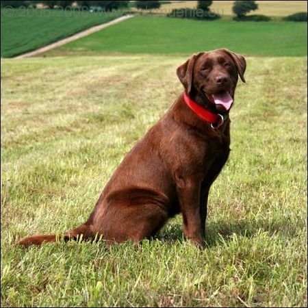 Labrador Retriever