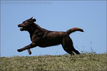 Labrador Retriever