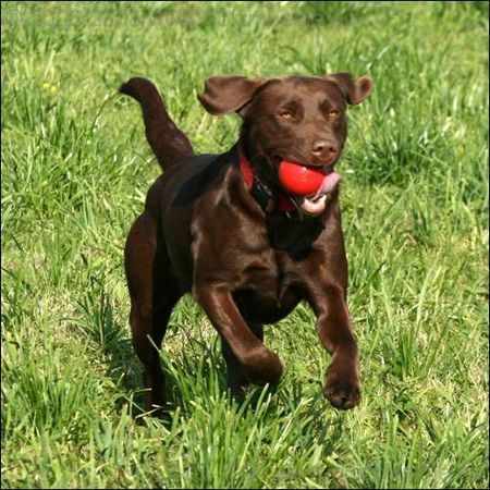 Labrador Retriever