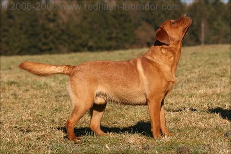 Labrador Retriever Hallo, hier ein Bild von unseren Deckrüden Flash.