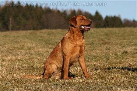 Labrador Retriever