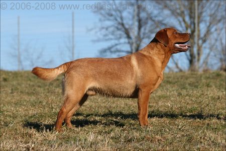 Labrador Retriever