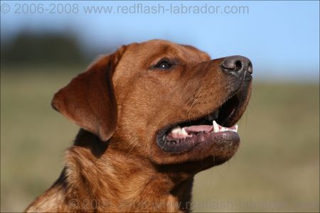 Labrador Retriever