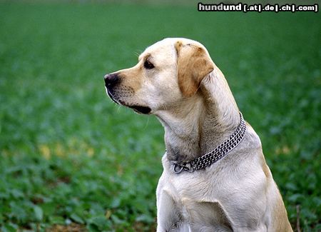 Labrador Retriever Labrador Retriever Max