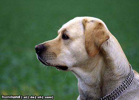 Labrador Retriever Labrador Retriever Max