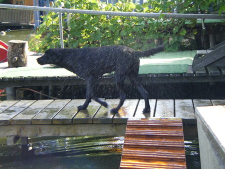 Labrador Retriever