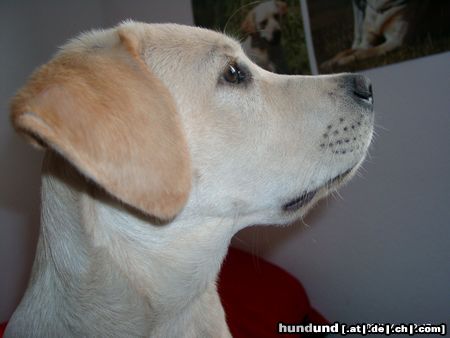 Labrador Retriever Ein Blick aus dem Fenster